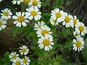 Feverfew (maybe) 